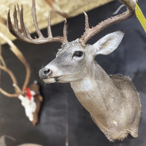Whitetail Shoulder Mount in Shop - Iron Antler Taxidermy in Gladewater, TX